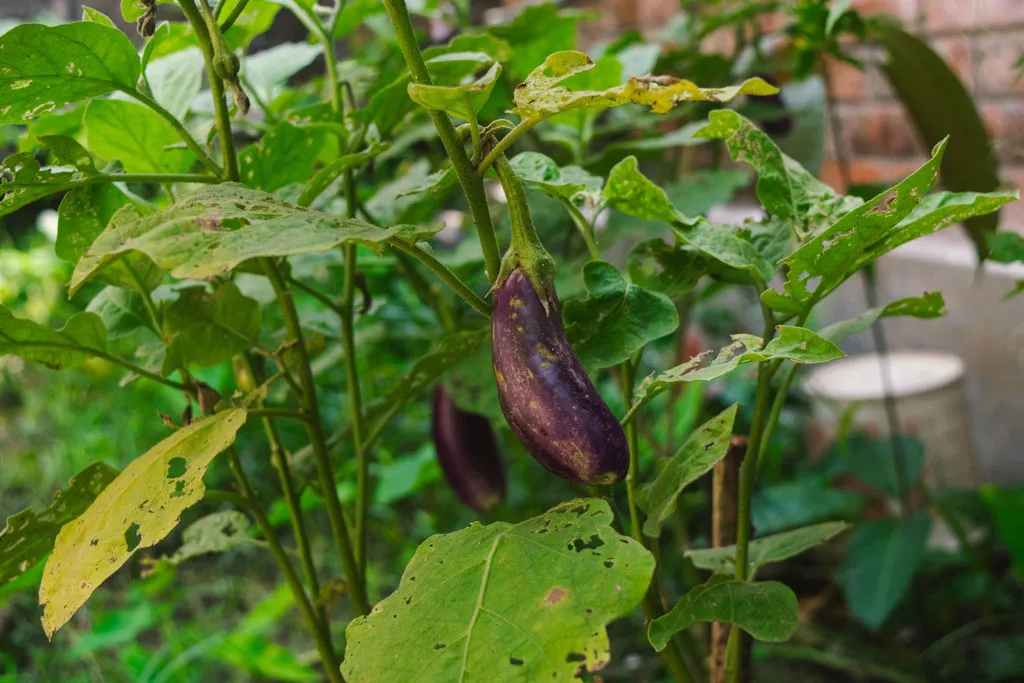 Growing eggplant on the vine