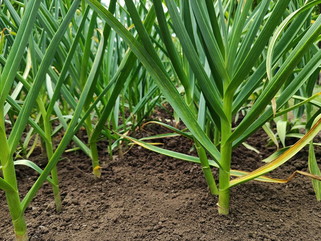 Garlic cloves being planted in fall soil