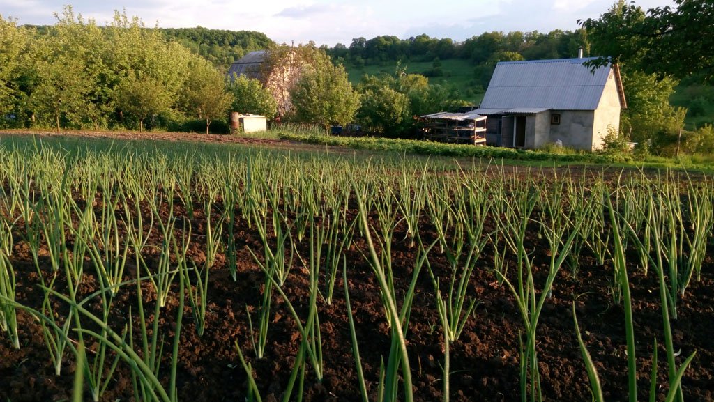 Cured garlic bulbs bundled for storage