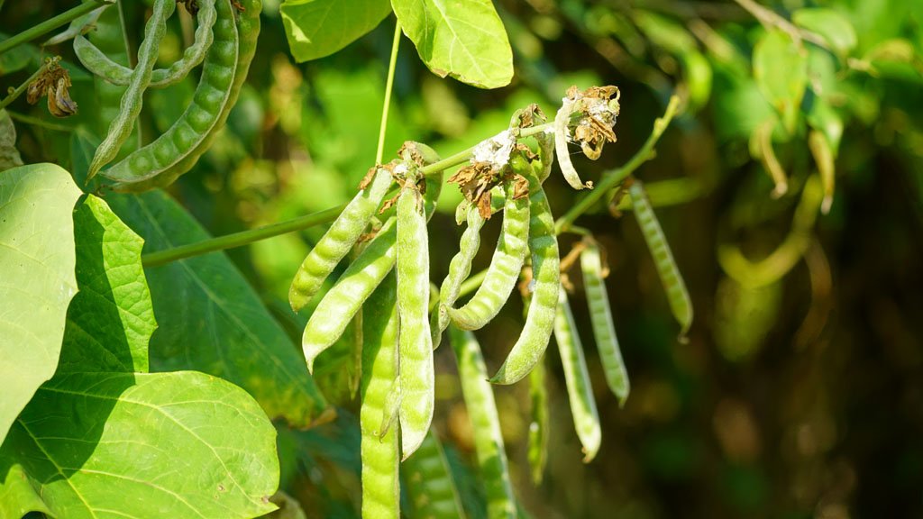 Green beans growing on the vine