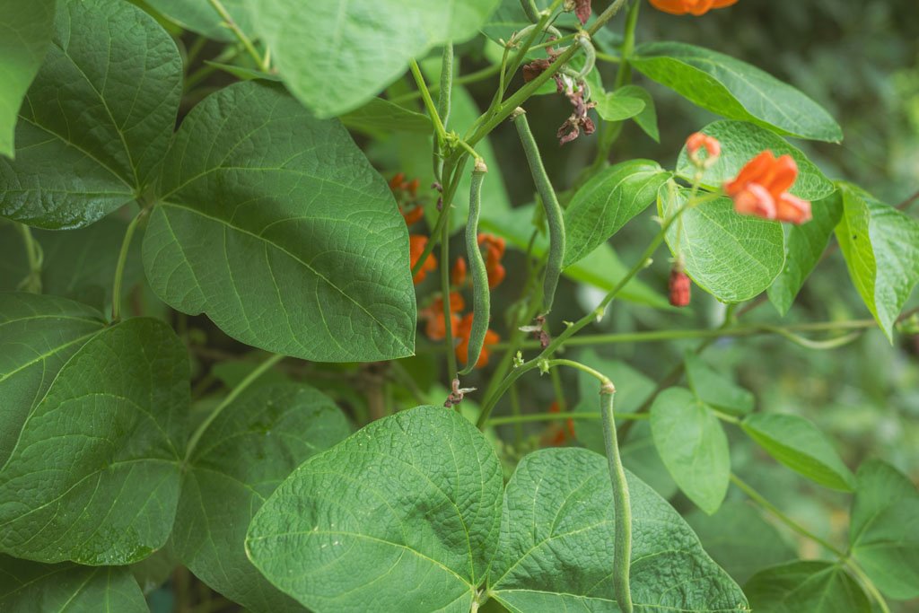 Freshly picked green beans in a basket