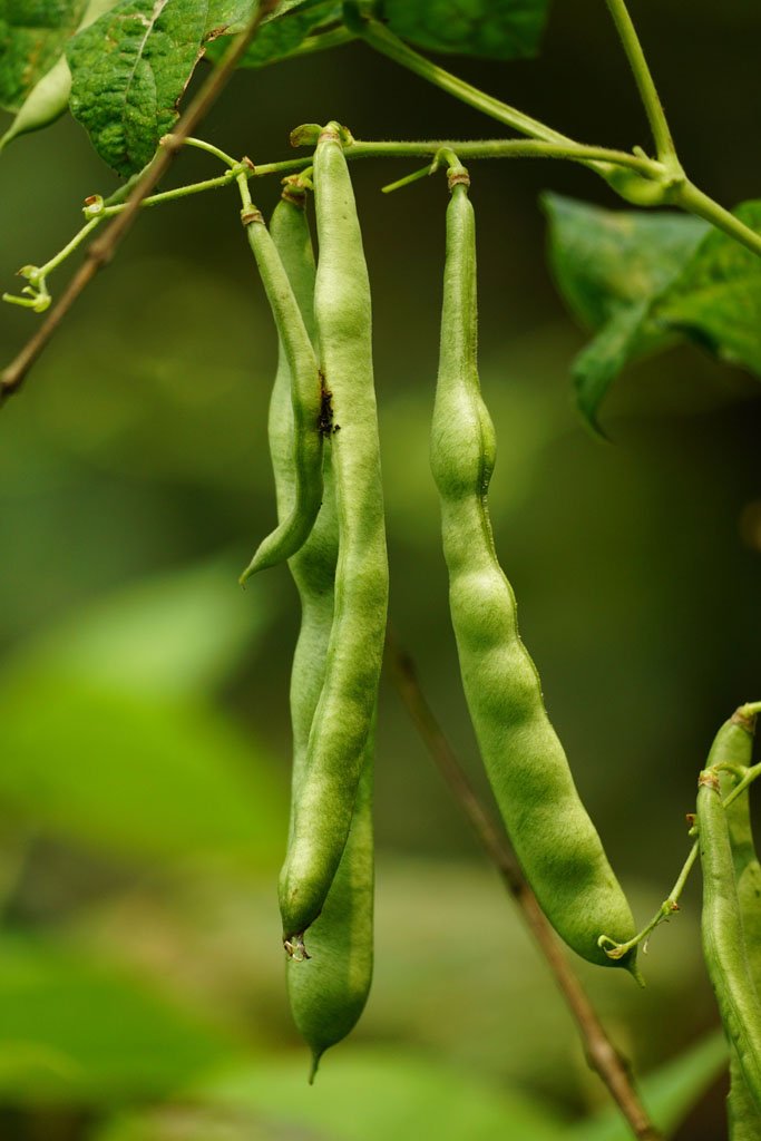 Bean seedlings climbing a garden trellis