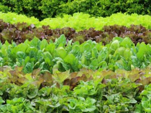 Rows of different colored lettuce