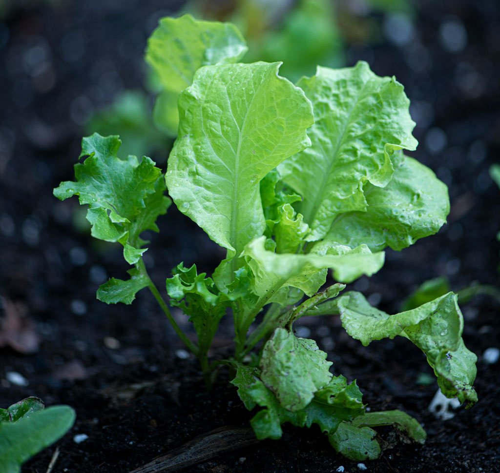 Rows of young lettuce seedlings in soil