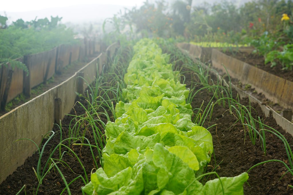 Mature lettuce ready for harvest in the garden