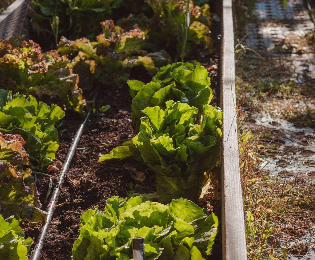 Growing Lettuce Fresh lettuce heads growing in a garden bed