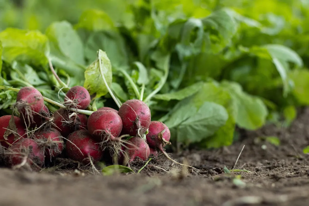Freshly harvested radishes with greens attached