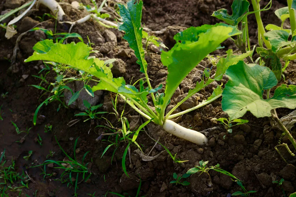 Young radish seedlings emerging from soil