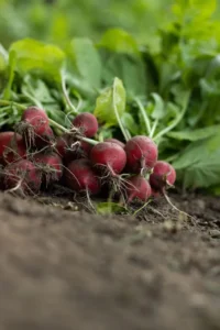 radish in the garden growing radishes