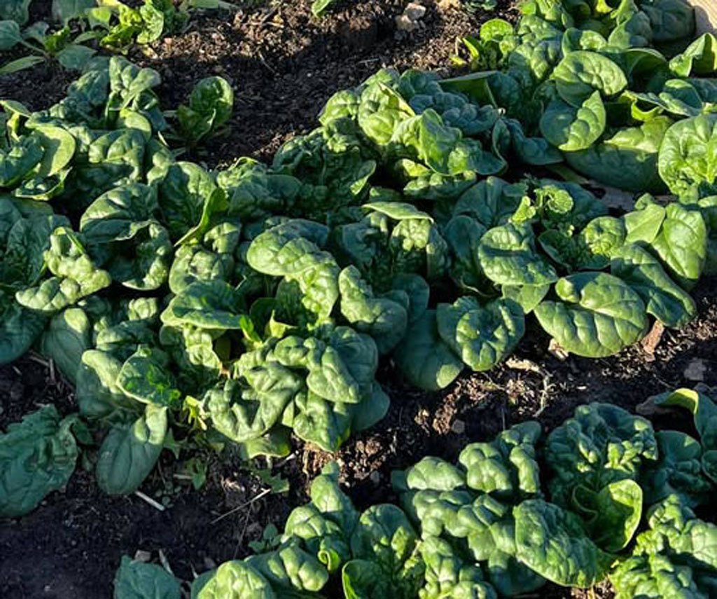 Dark green spinach leaves growing in a garden bed