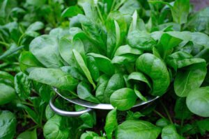 Close up of spinach in living soil