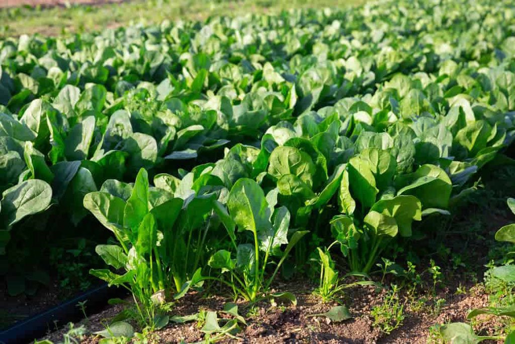 Young spinach seedlings emerging from soil