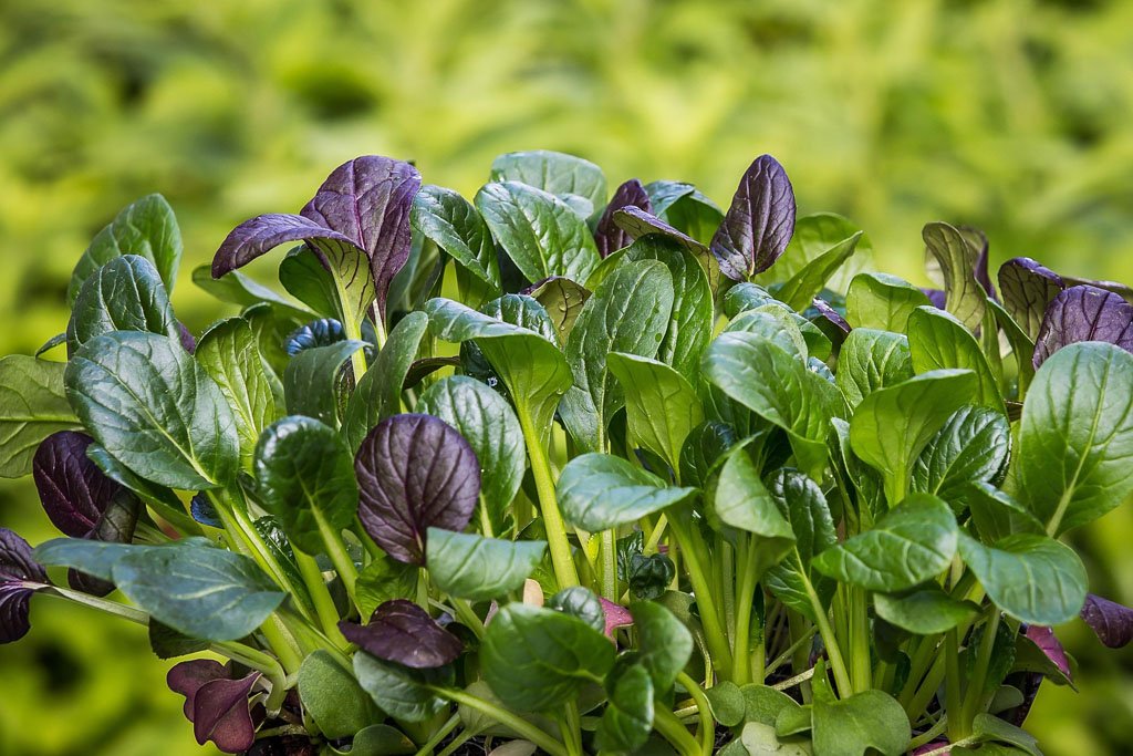 Mature spinach leaves ready for harvest
