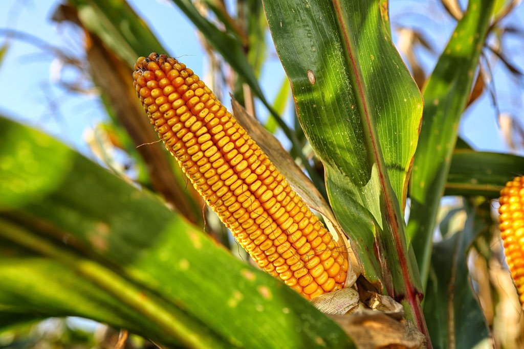 Sweet corn stalks with ripening ears in the garden