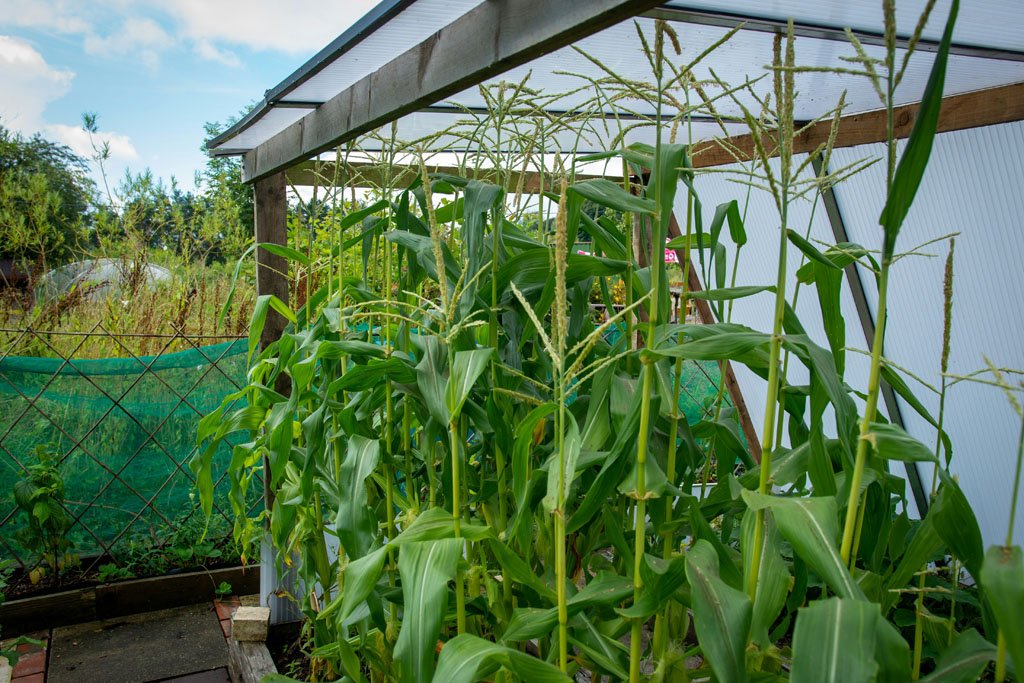 Young sweet corn seedlings planted in block rows