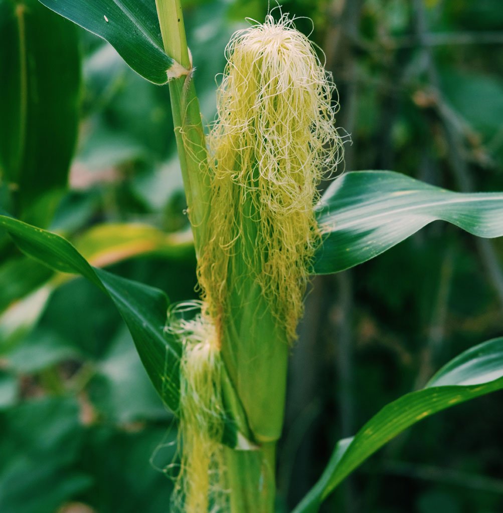 Ripe sweet corn ears ready for harvest