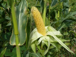 Sweet corn growing in living soil