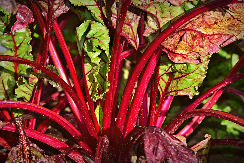 Colorful Swiss chard ready for harvest