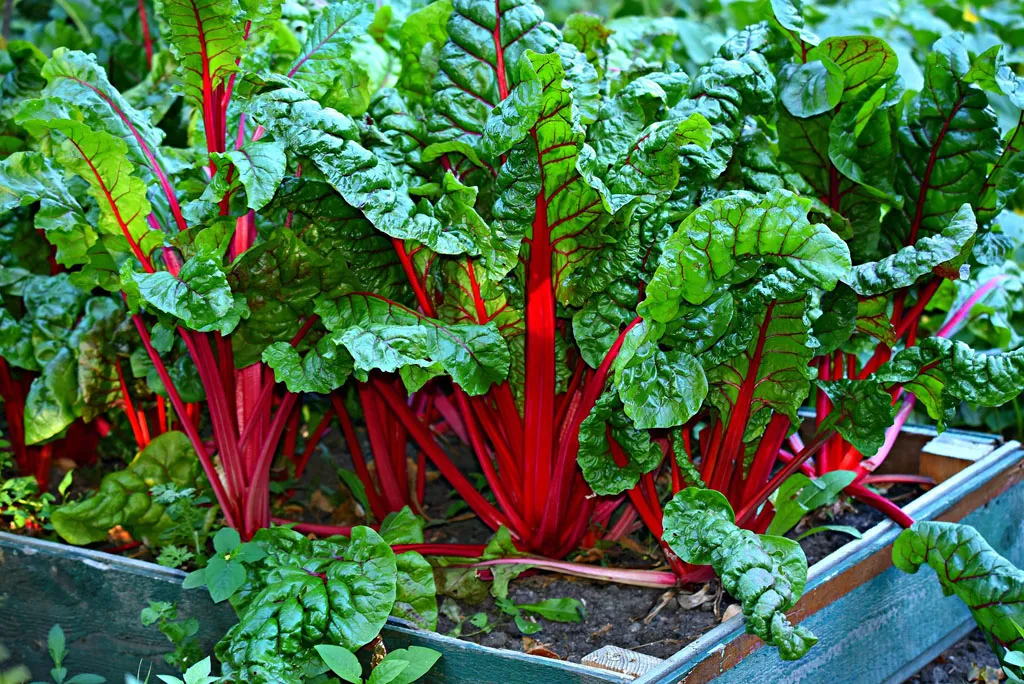 Growing Swiss chard with colorful stems