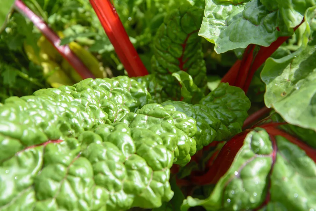 Young Swiss chard seedlings in the garden