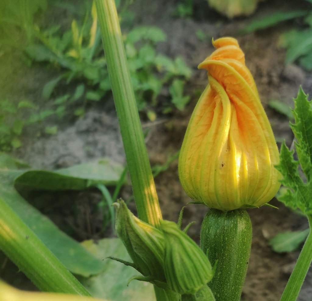 Zucchini plant with fruit ready for harvest