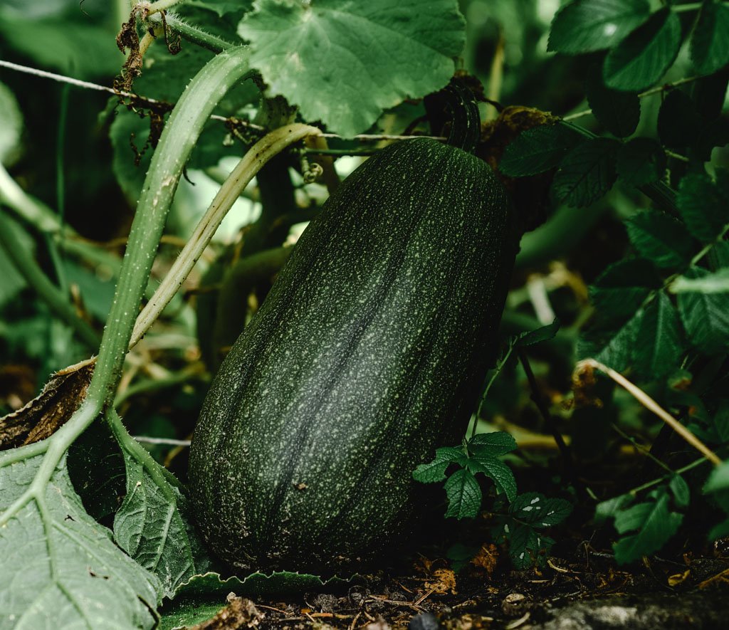 Zucchini seedlings growing in mounded soil