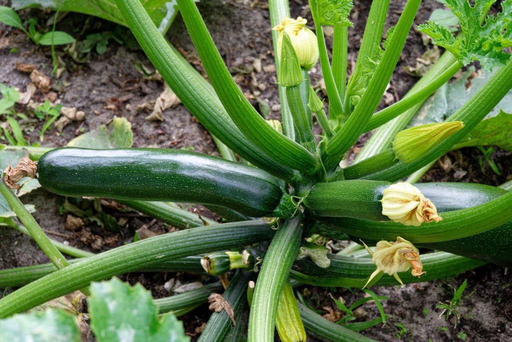 Freshly harvested zucchini in a basket