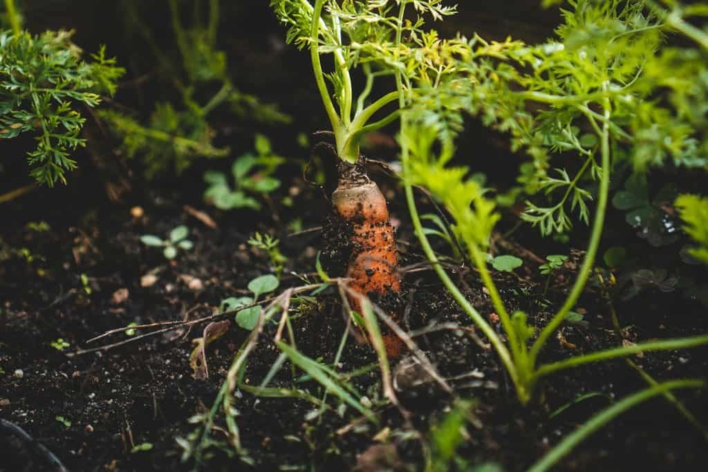 growing carrots