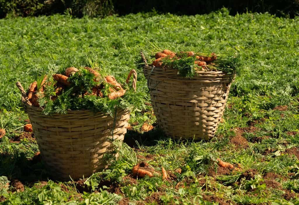 baskets of carrots growing carrots