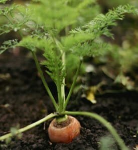 a carrot in living soil