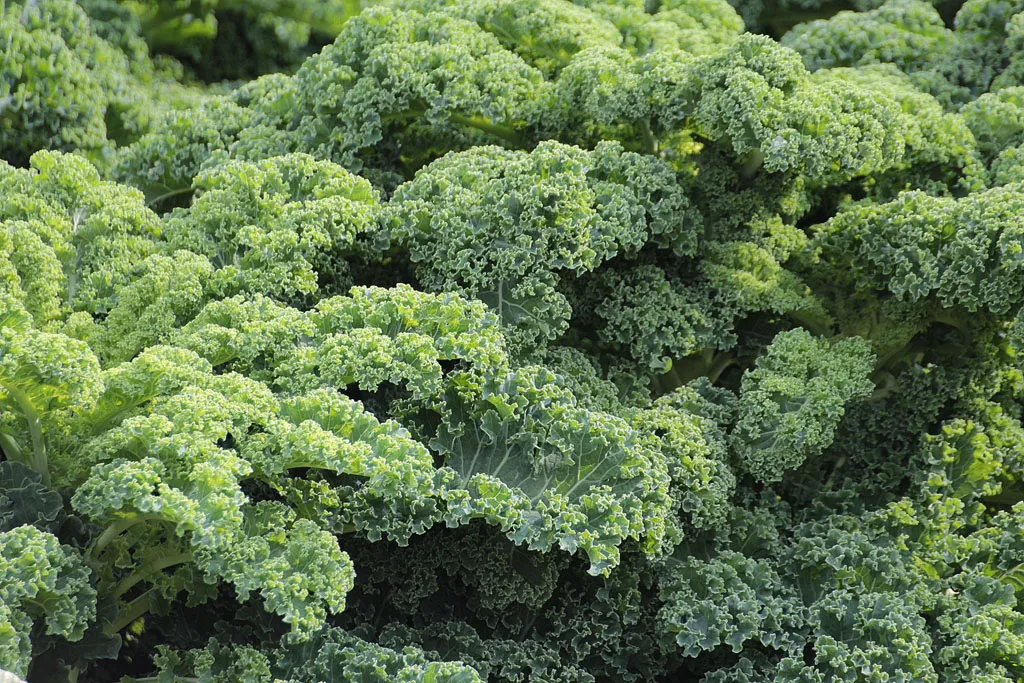 Young kale seedlings growing in soil