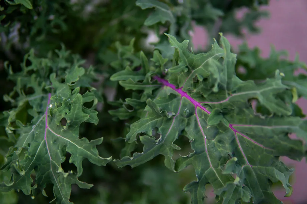 Fresh kale leaves ready for harvest
