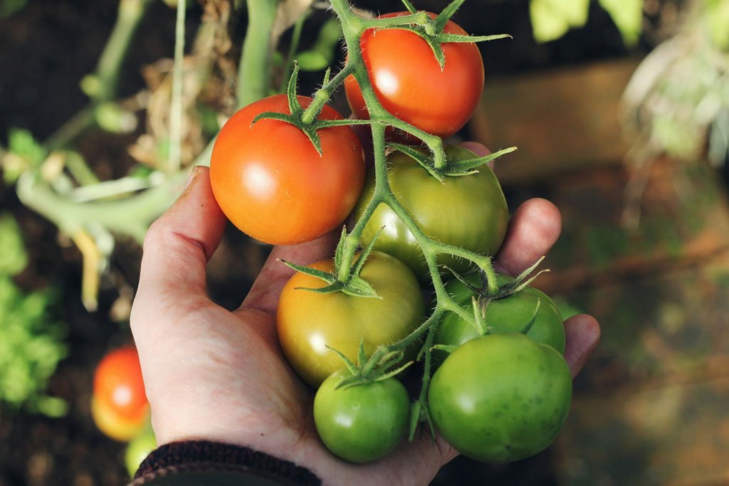 Cultivating Over Consuming