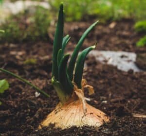 an onion in living soil