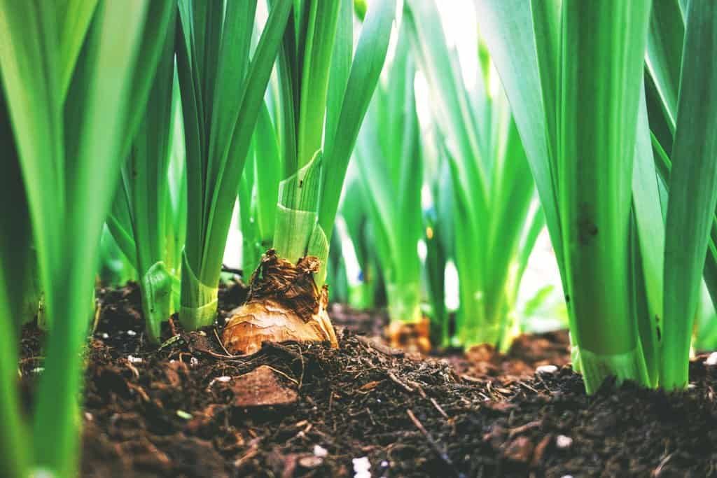 a row of green onions in living soil