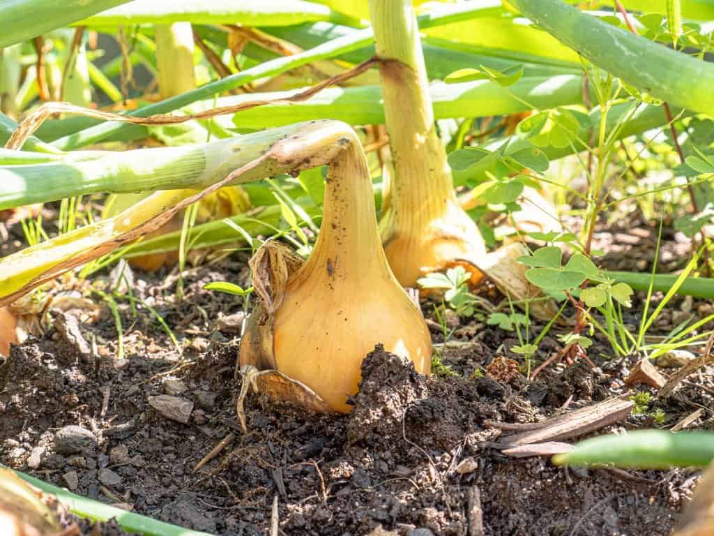 Onions in the garden growing onions