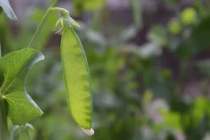 A close out of peas in a pod in the garden.