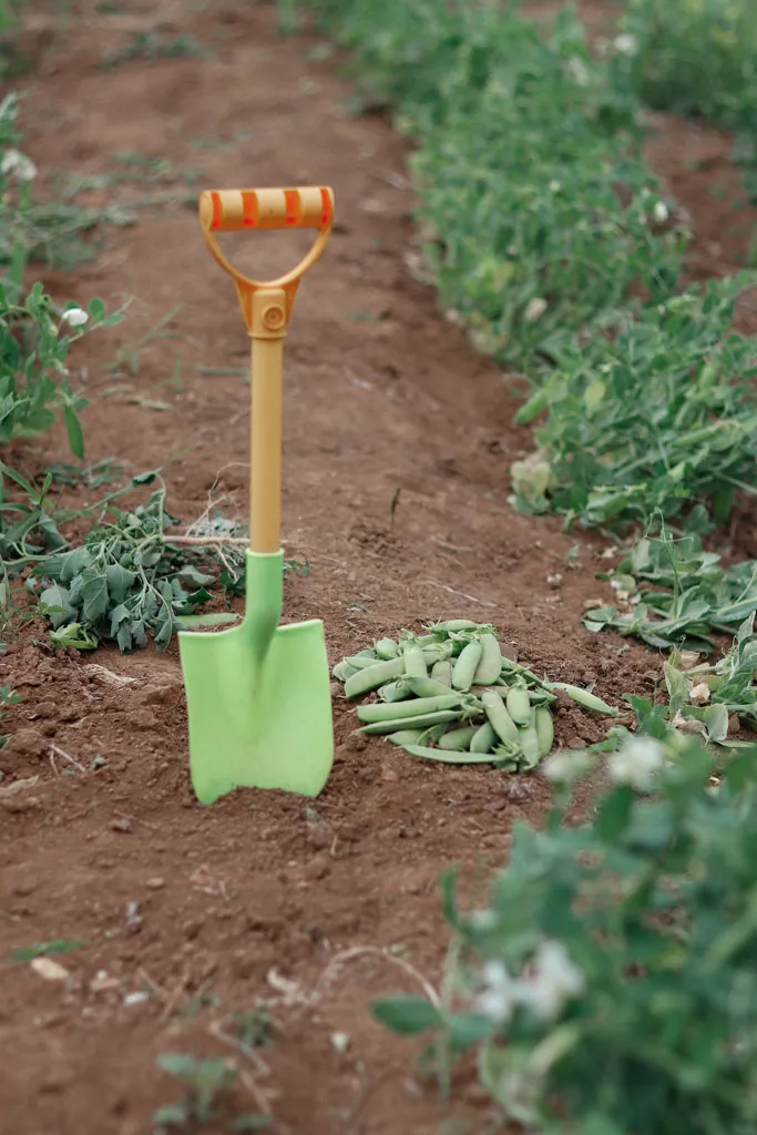 Growing peas on the vine