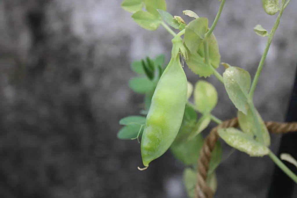 Pea seedlings climbing a trellis