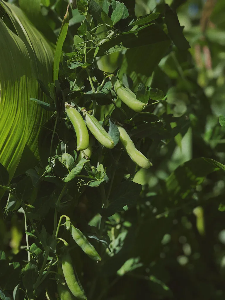 Freshly picked peas in a basket