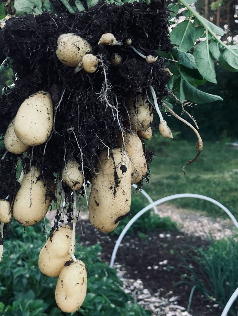 Potatoes fresh from the ground