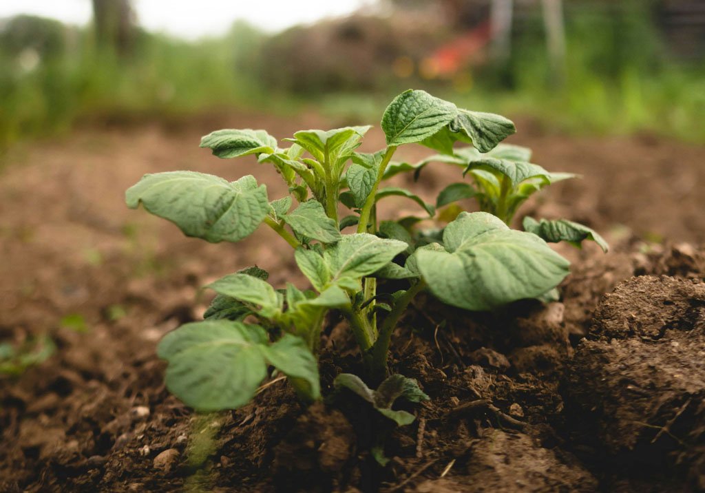 potatoes plant in the soil