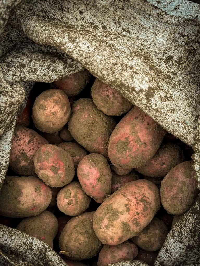 a sack of potatoes