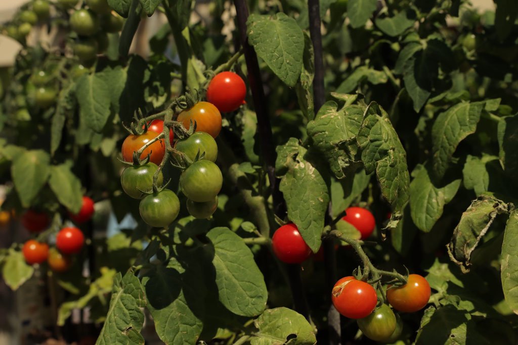 green and red tomatoes on the vine