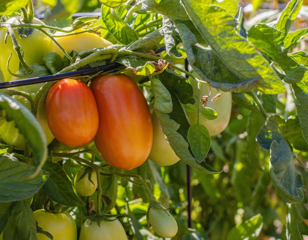 Tomatoes growing in a garden